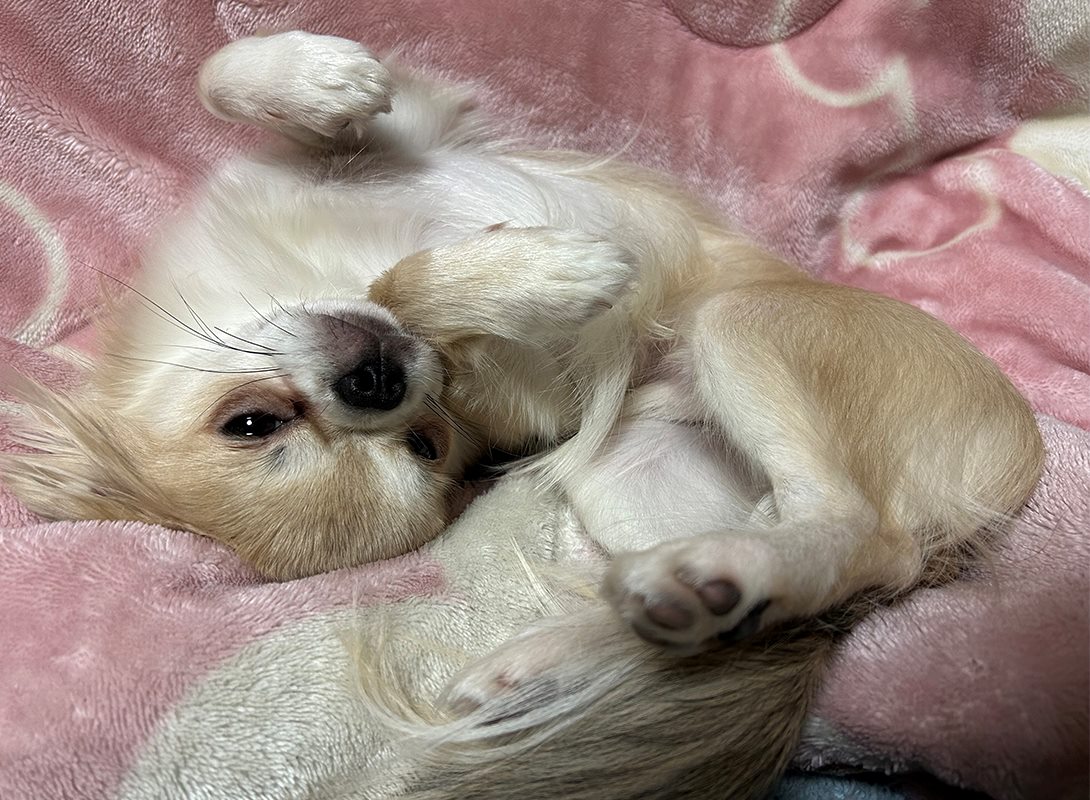 チワペキの成犬