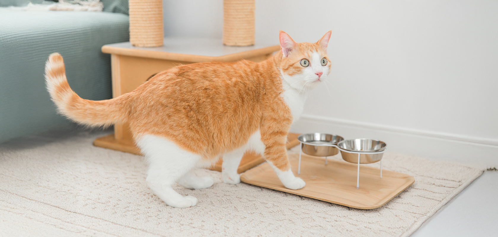 ネコちゃんを飼うための準備
