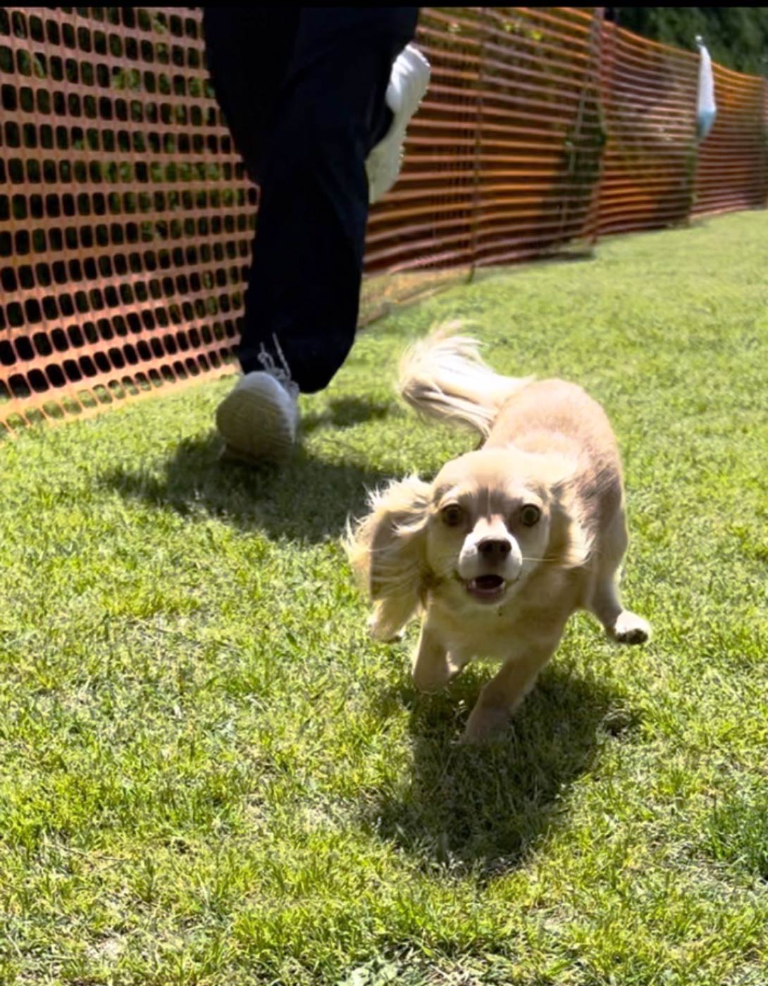 チワックスの成犬
