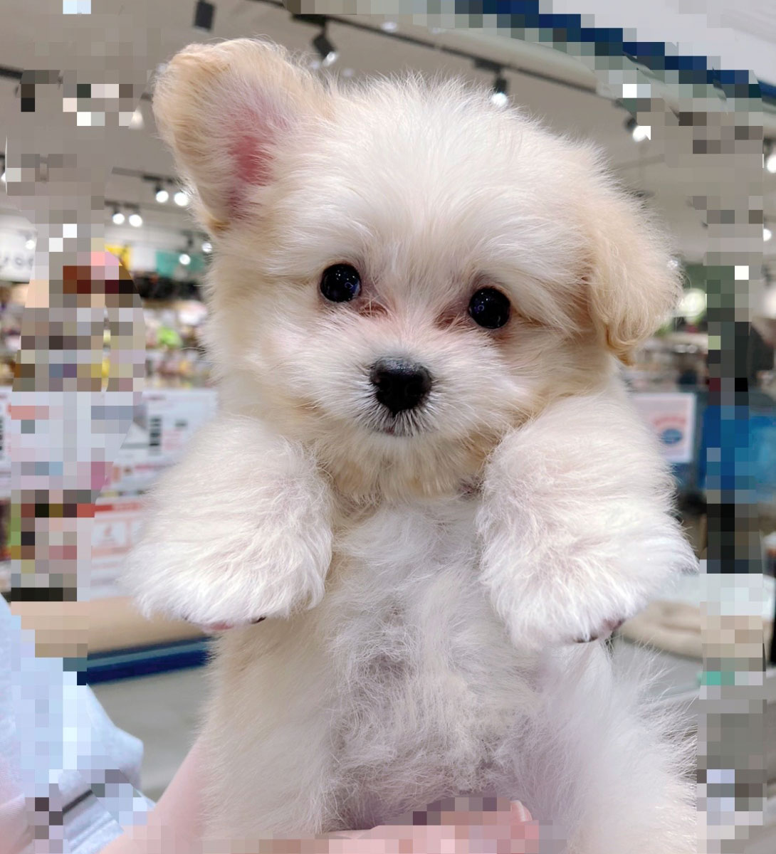 ポメプーの成犬