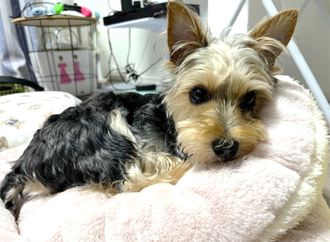 シュナヨーキー