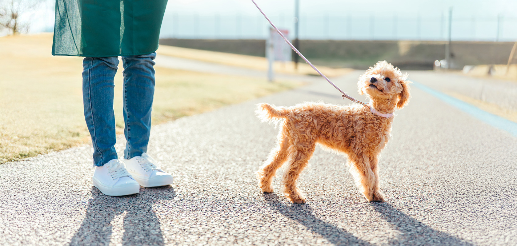 今日からできる愛犬の暑さ対策