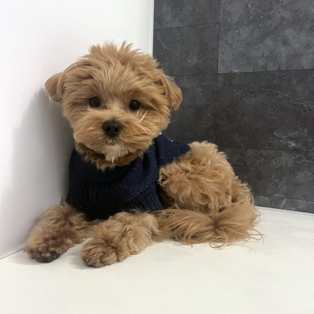 マルプーの成犬