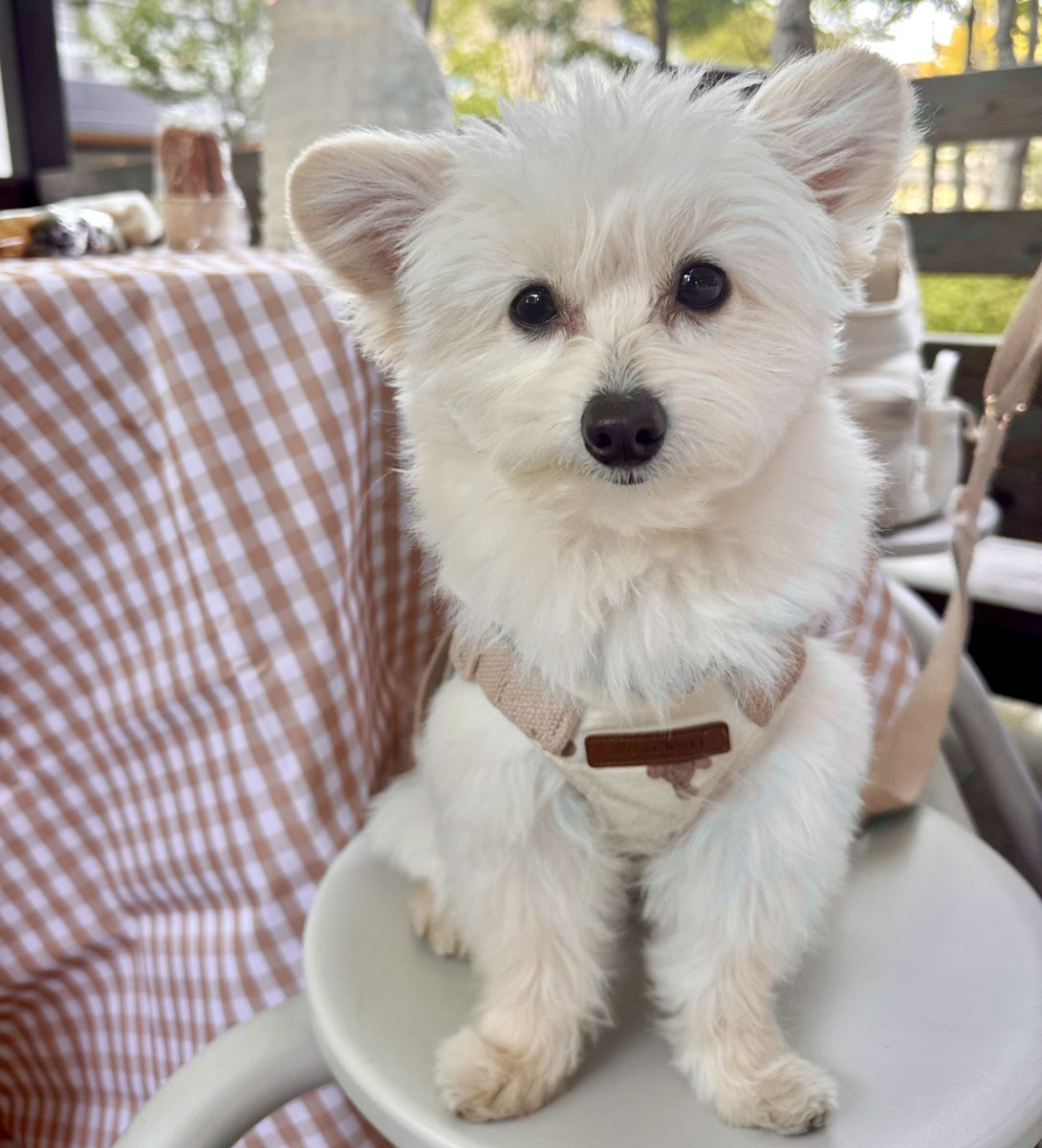 ポメプーの成犬