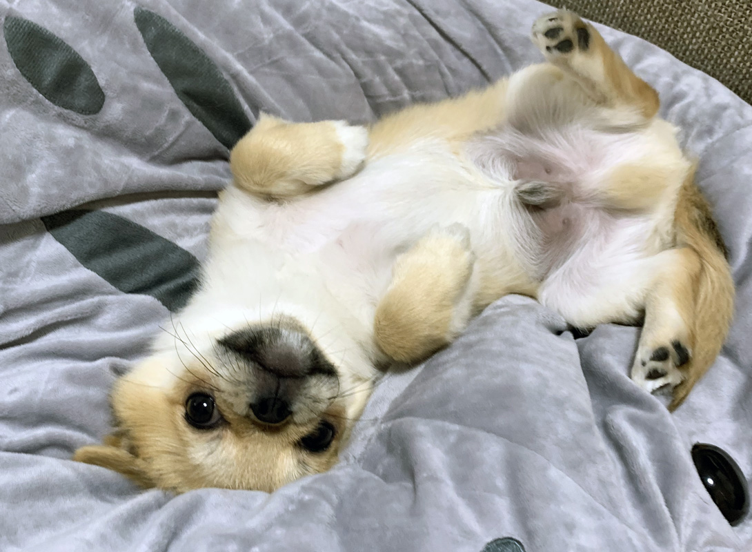 チワペキの成犬