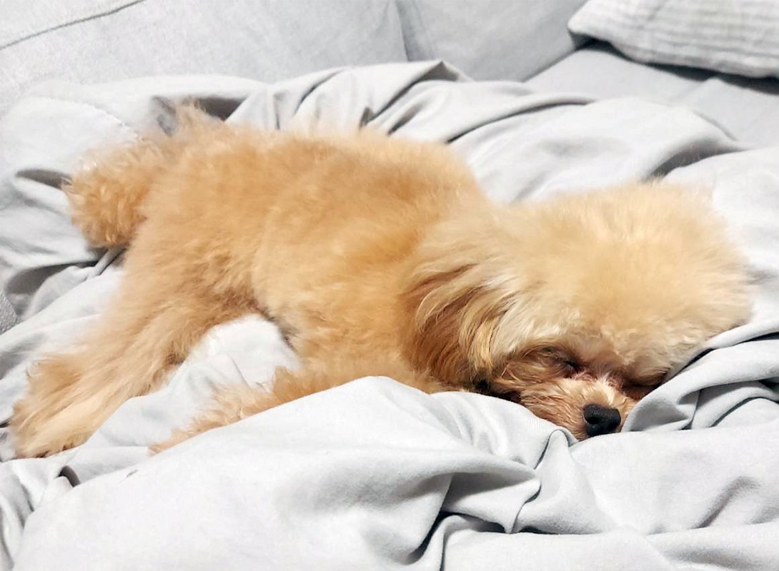 ペキプーの成犬