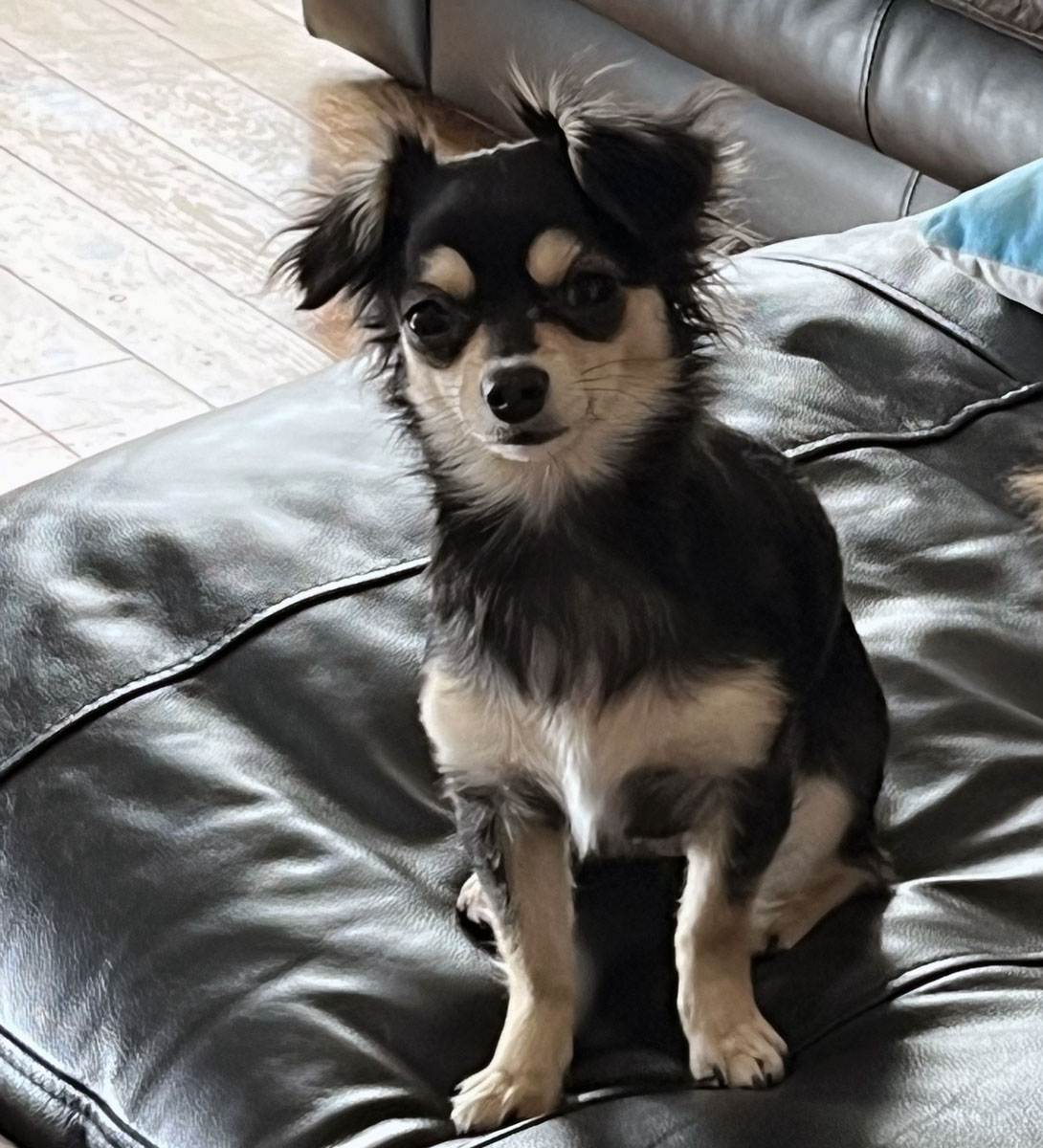 チワックスの成犬