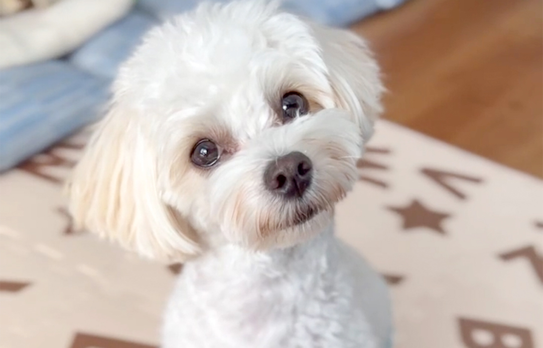 マルプーの成犬