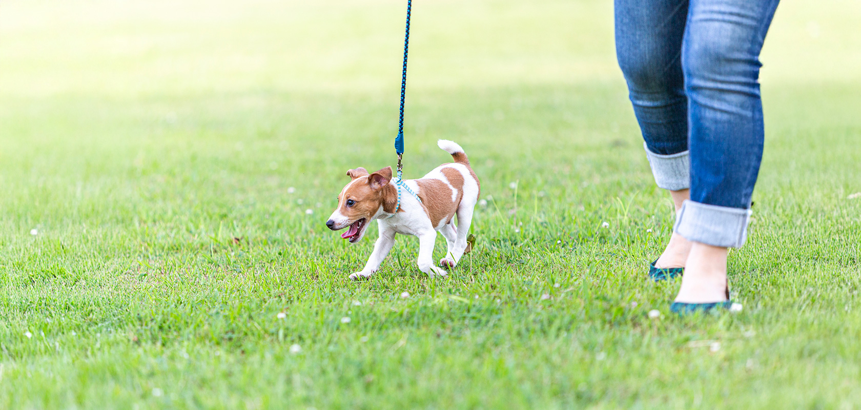 【ワクチン接種完了後】子犬の散歩の慣らし方・トレーニング