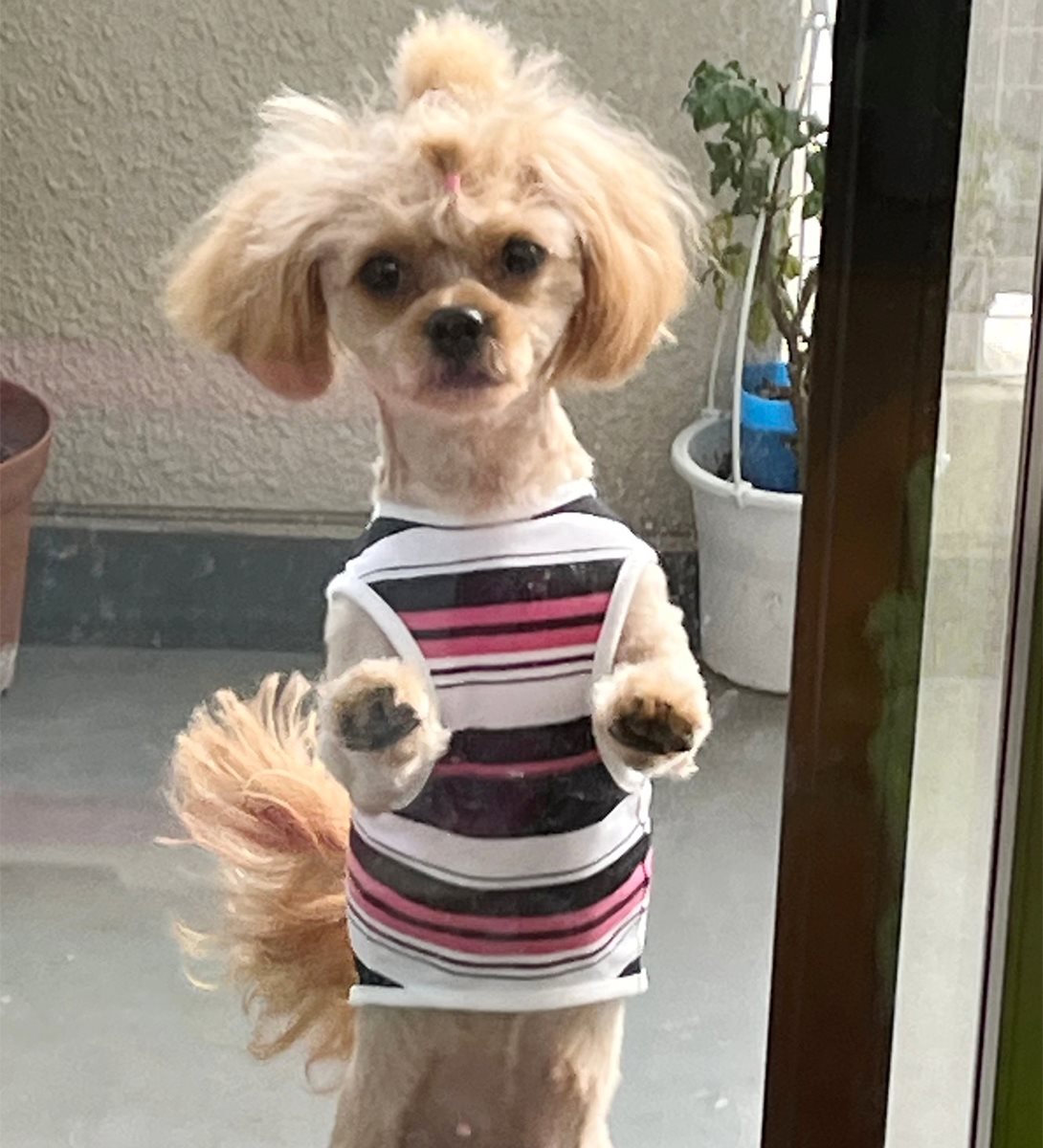 ペキプーの成犬