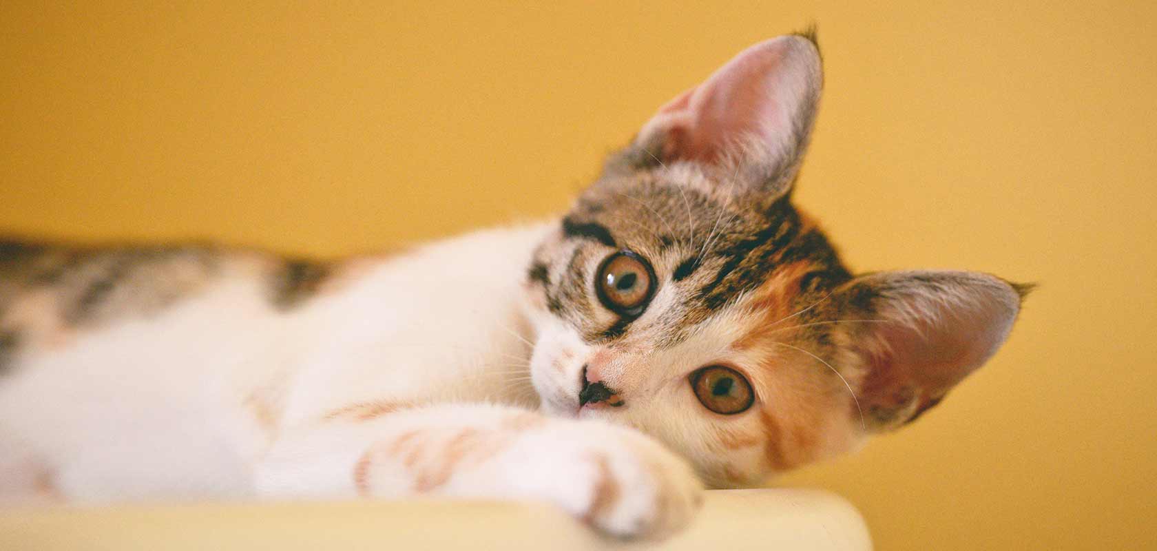 ネコちゃんの目の健康