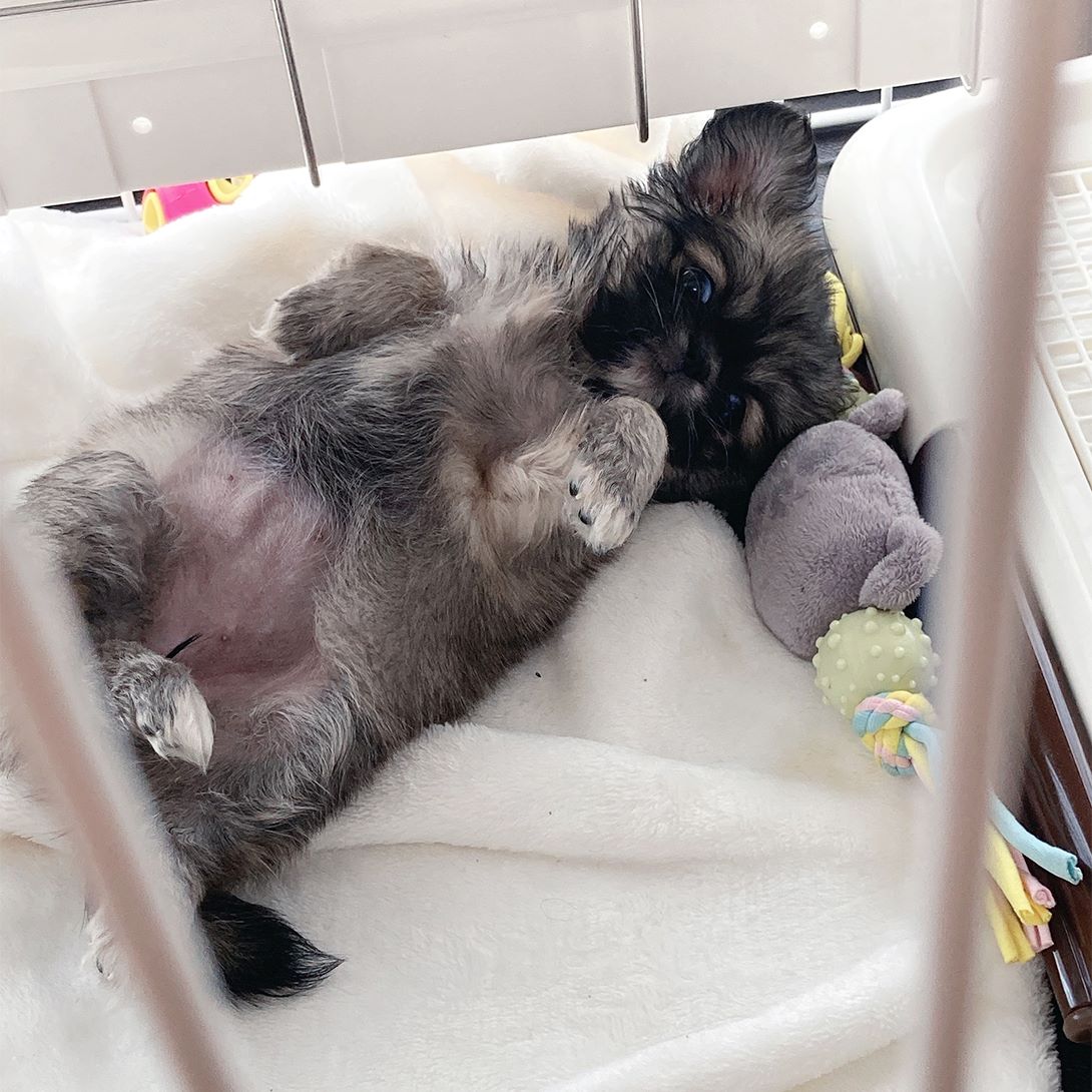 チワペキの成犬