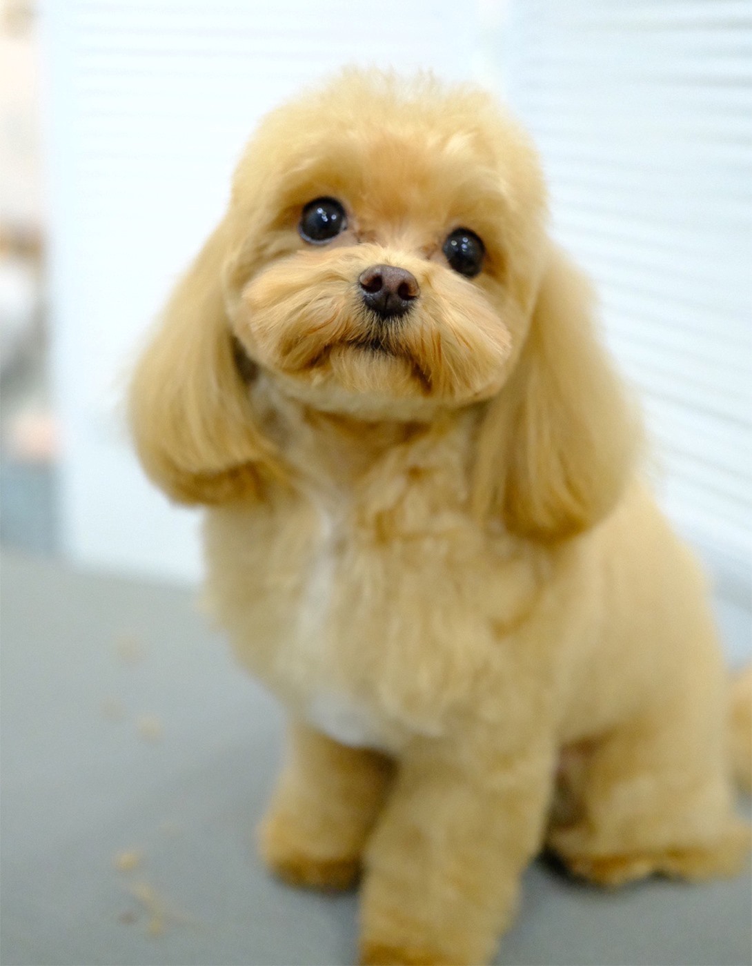 マルプーの成犬