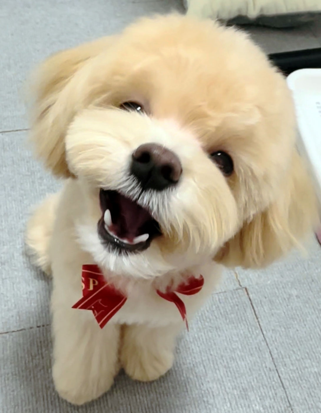 マルプーの成犬