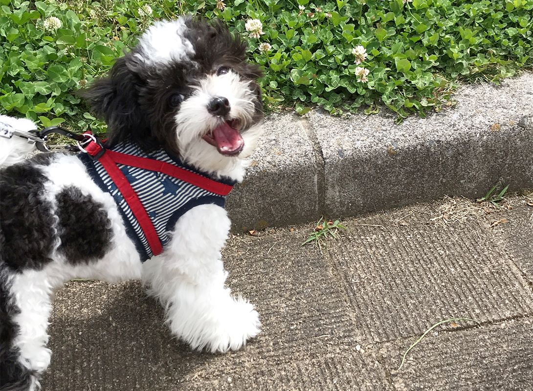 チワプーの成犬