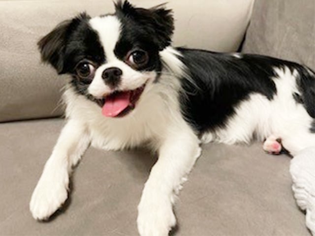 チワ狆(1歳)