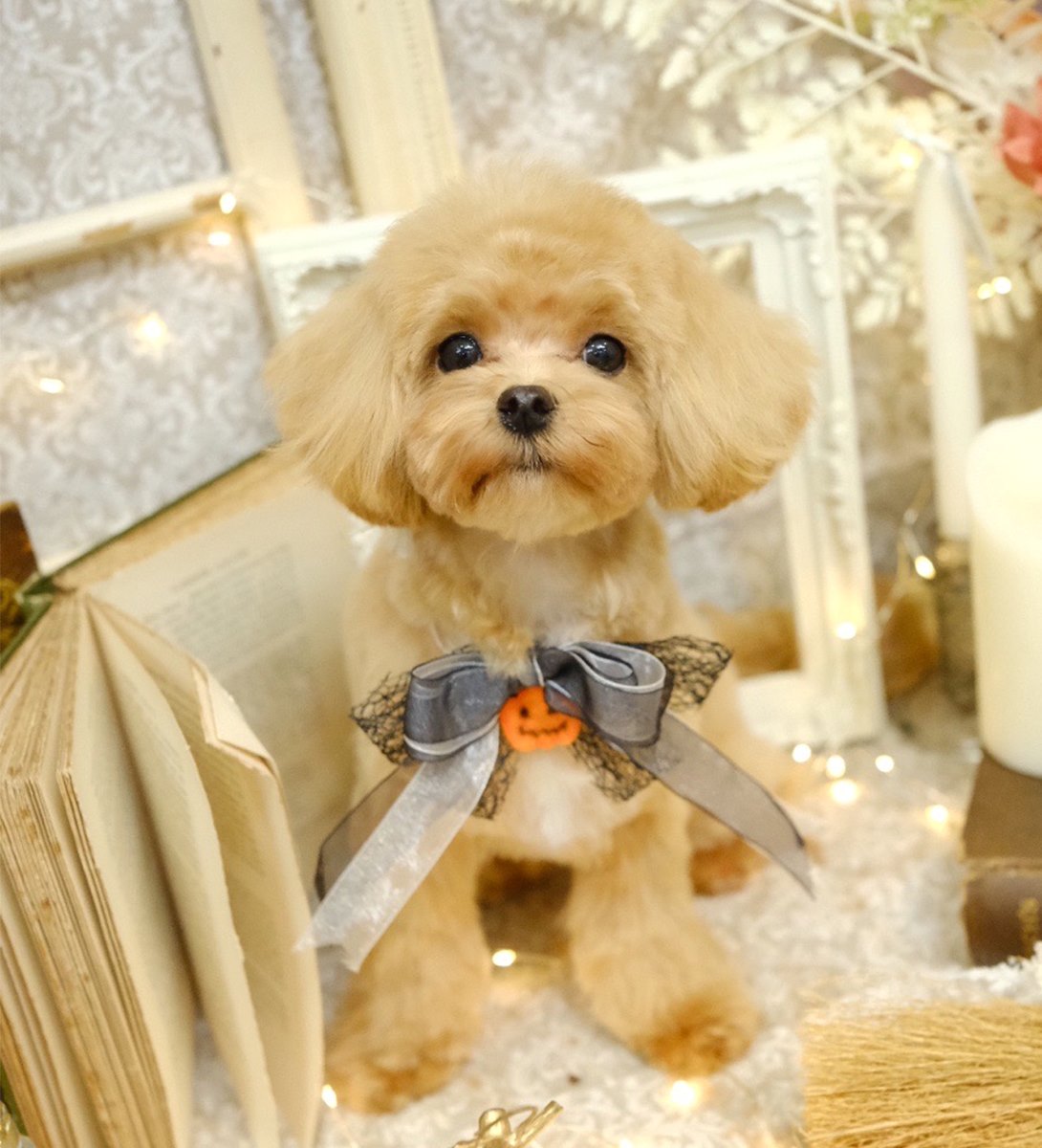 マルプーの成犬