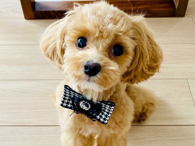 マルプーの成犬