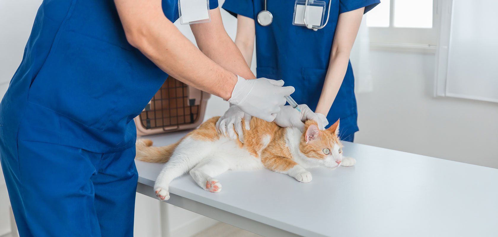 【チェック】おとなしくて心配なときは動物病院へ