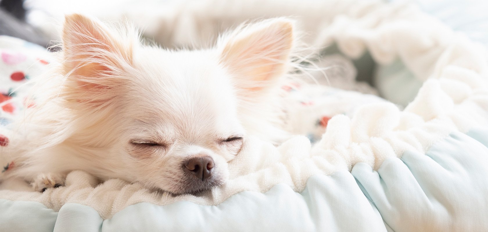 お手入れしやすい初心者向けの犬種