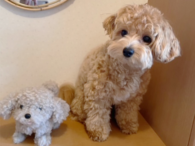 マルプーの成犬