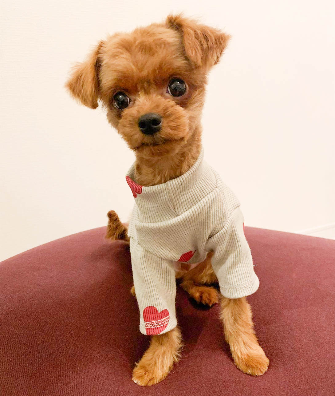 チワプーの成犬