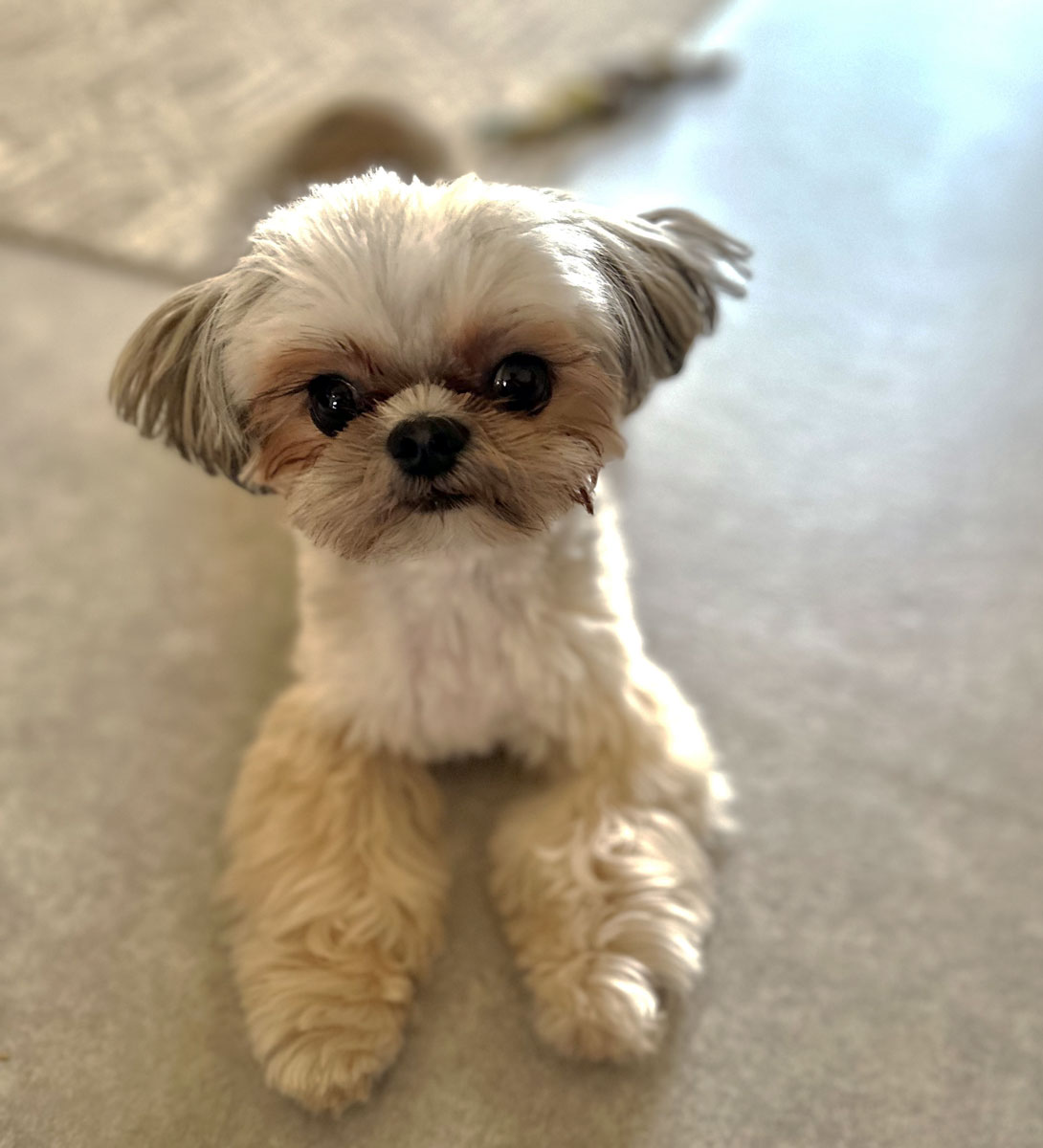 チワシーズーの成犬