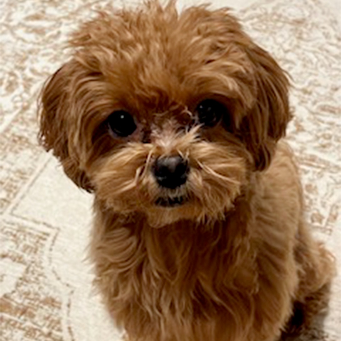 マルプーの成犬