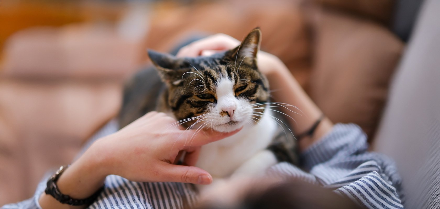 自分に合った飼いやすいネコちゃんを見つけよう