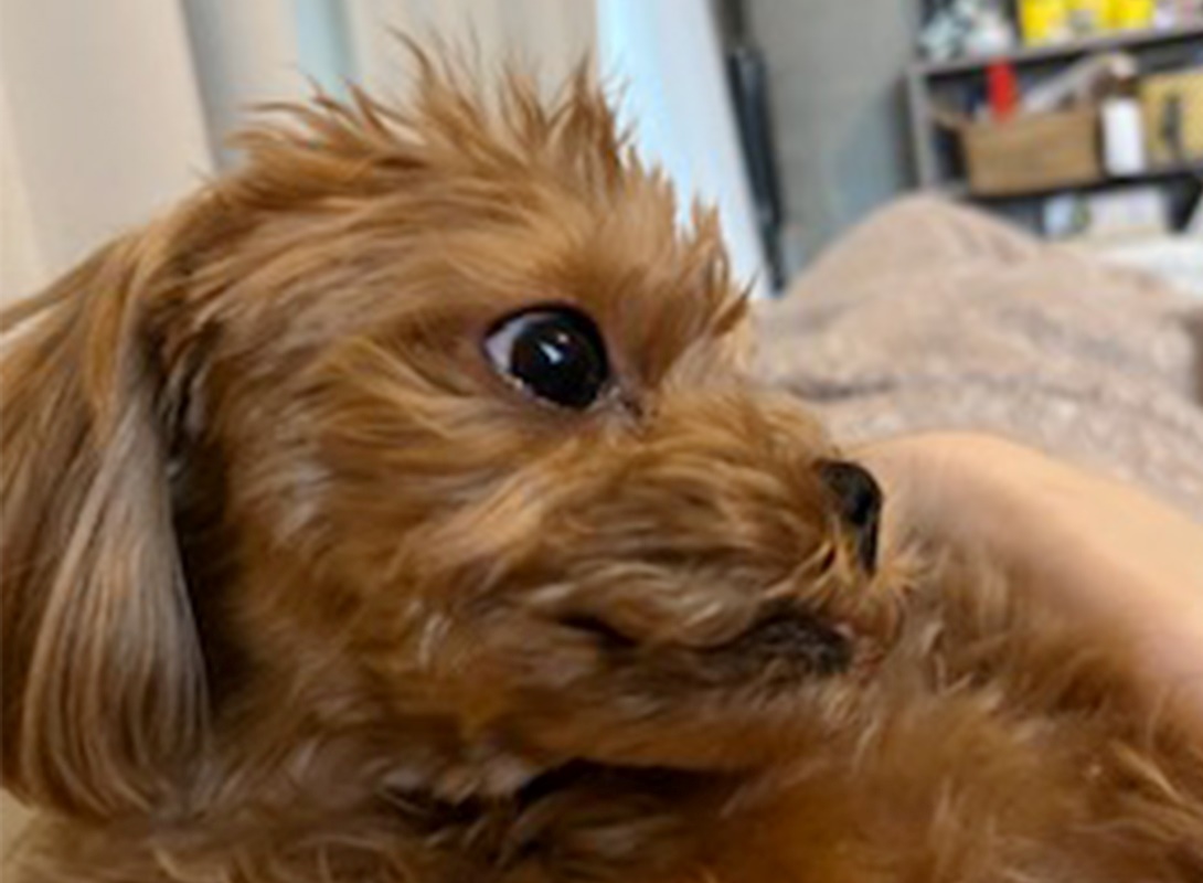マルプーの成犬