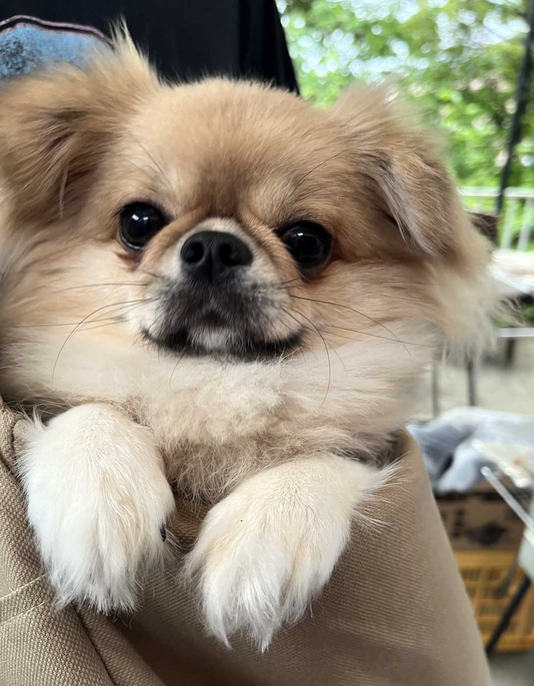 チワペキの成犬