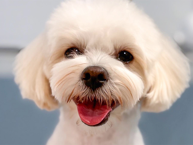 マルプーの成犬