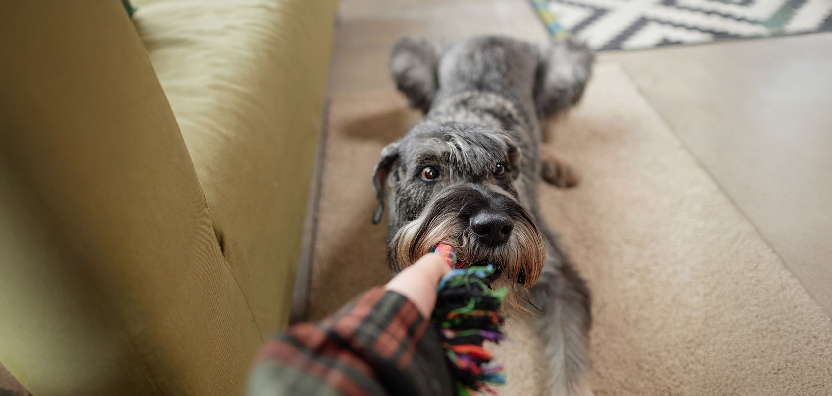 子犬が無駄吠えする6つの理由
