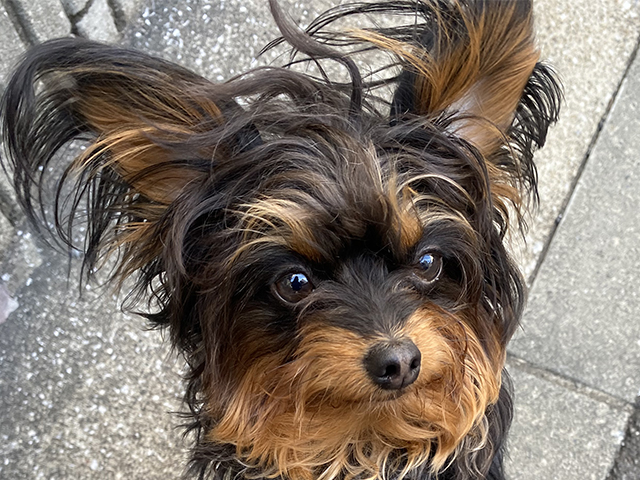 チワプーの成犬
