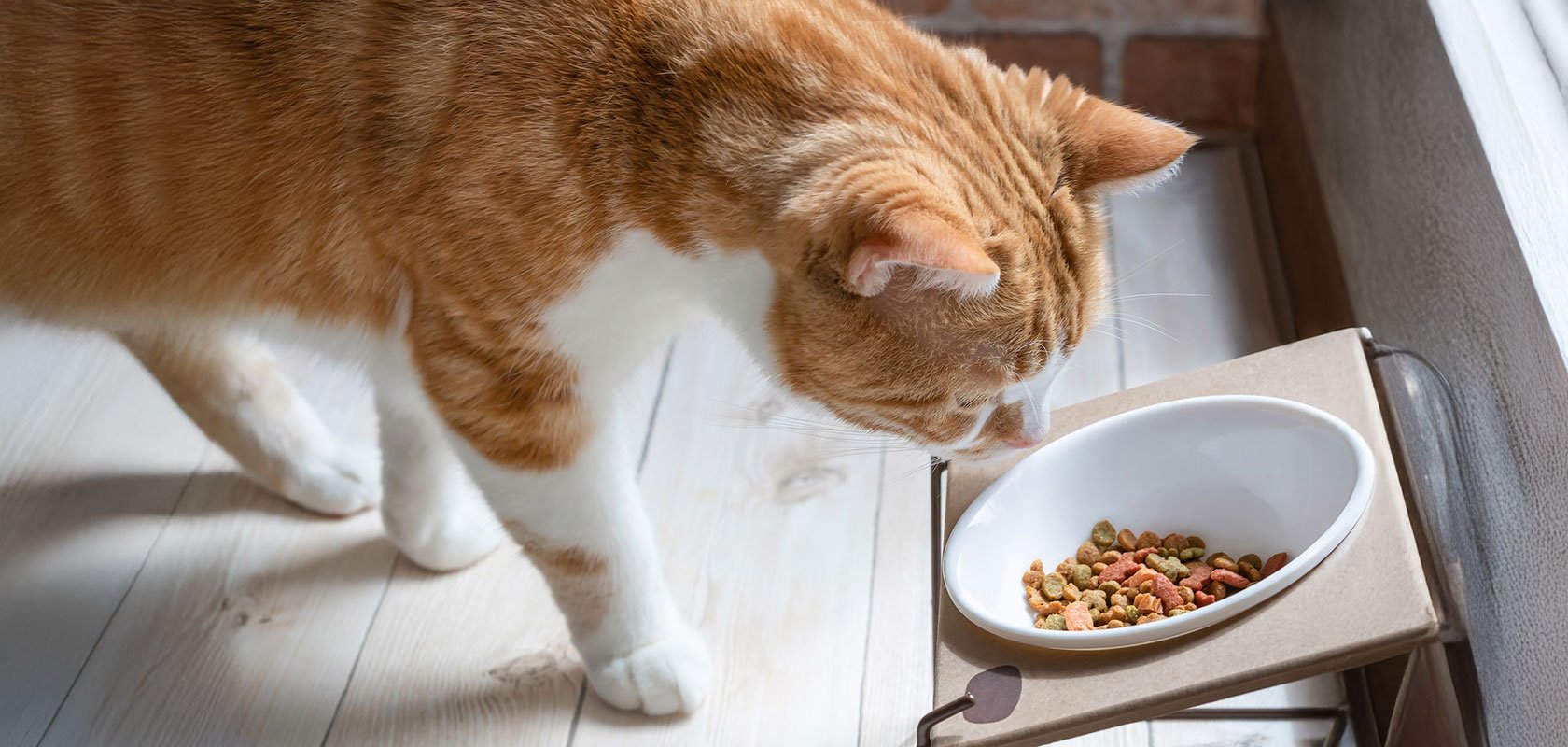 ネコちゃんが快適に留守番するための環境づくり