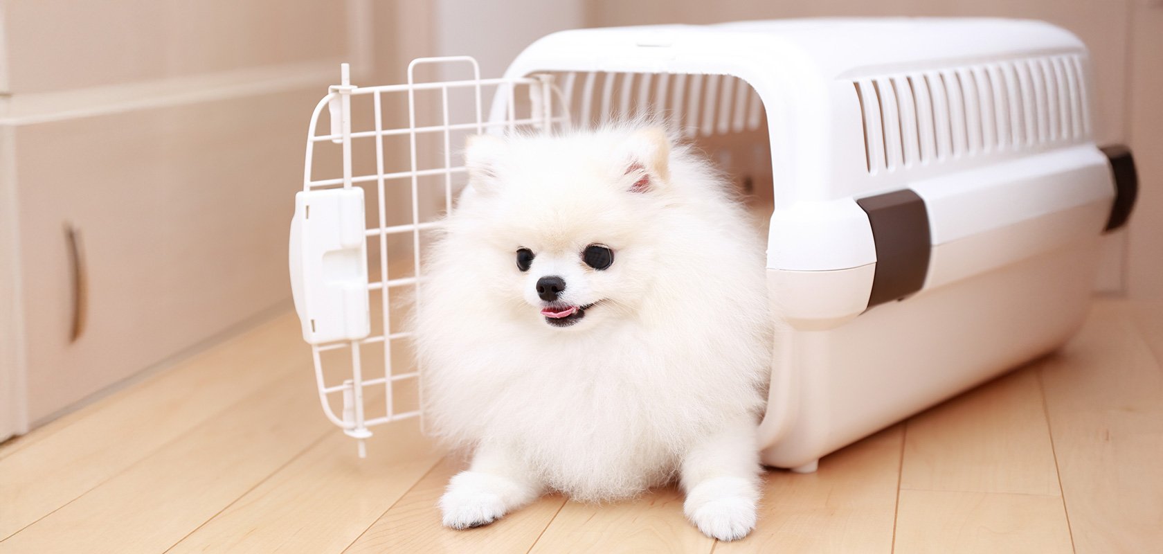 【お迎え直後】子犬の基本的なしつけ7つ
