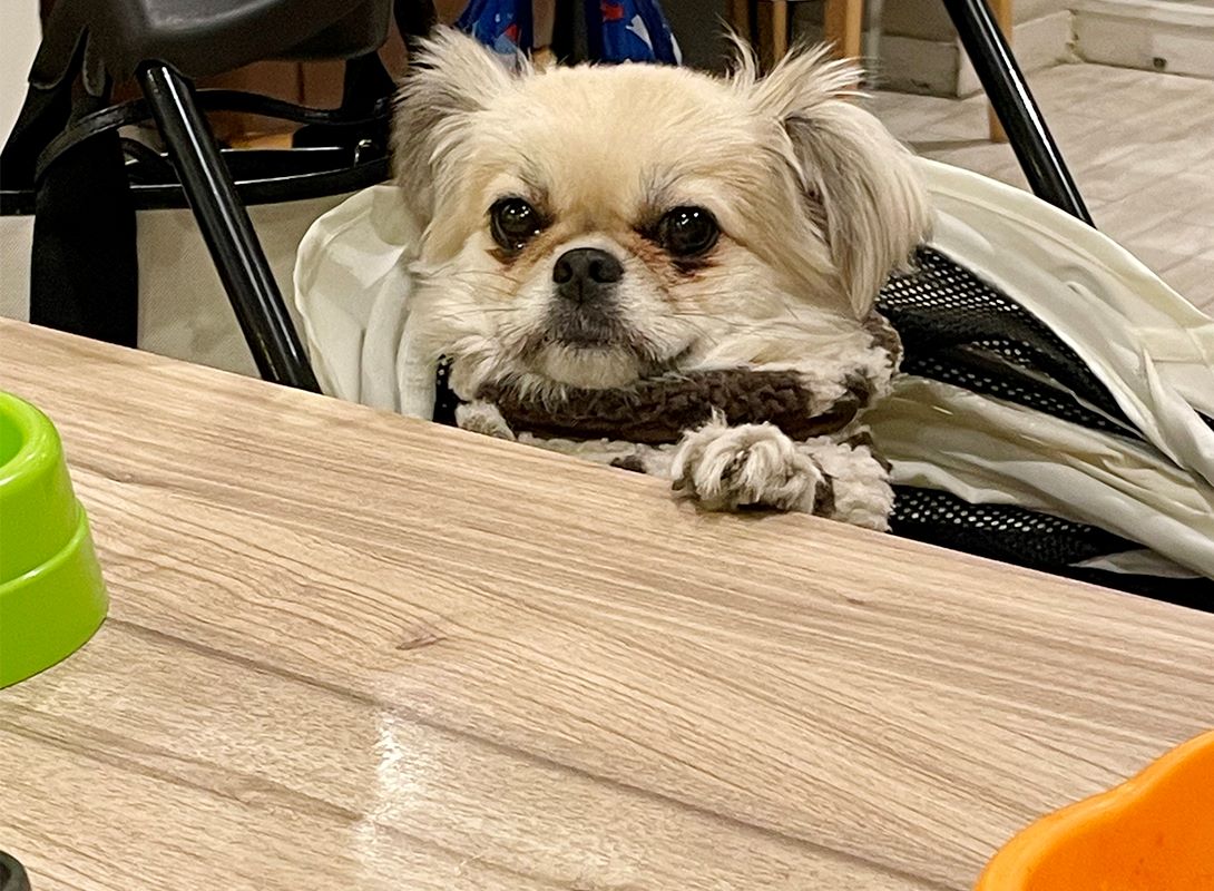 チワペキの成犬