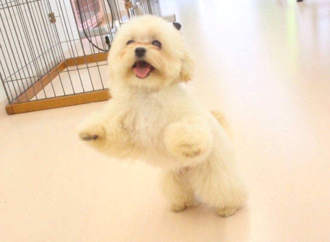 マルプーの成犬