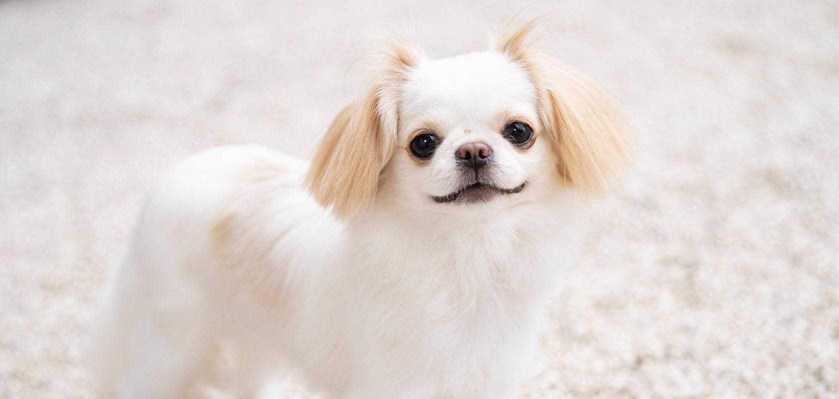 共働きで初めて愛犬を飼う方におすすめの犬種