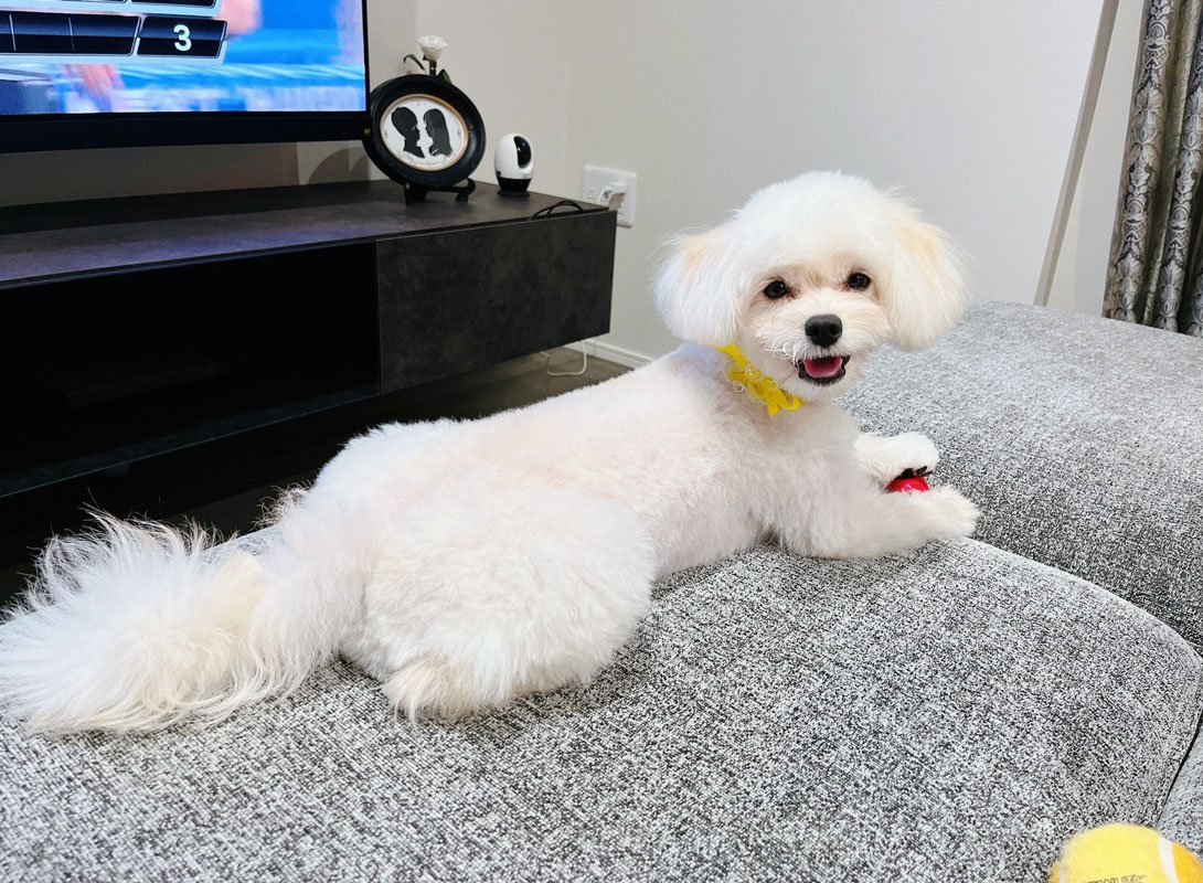 ポメプーの成犬