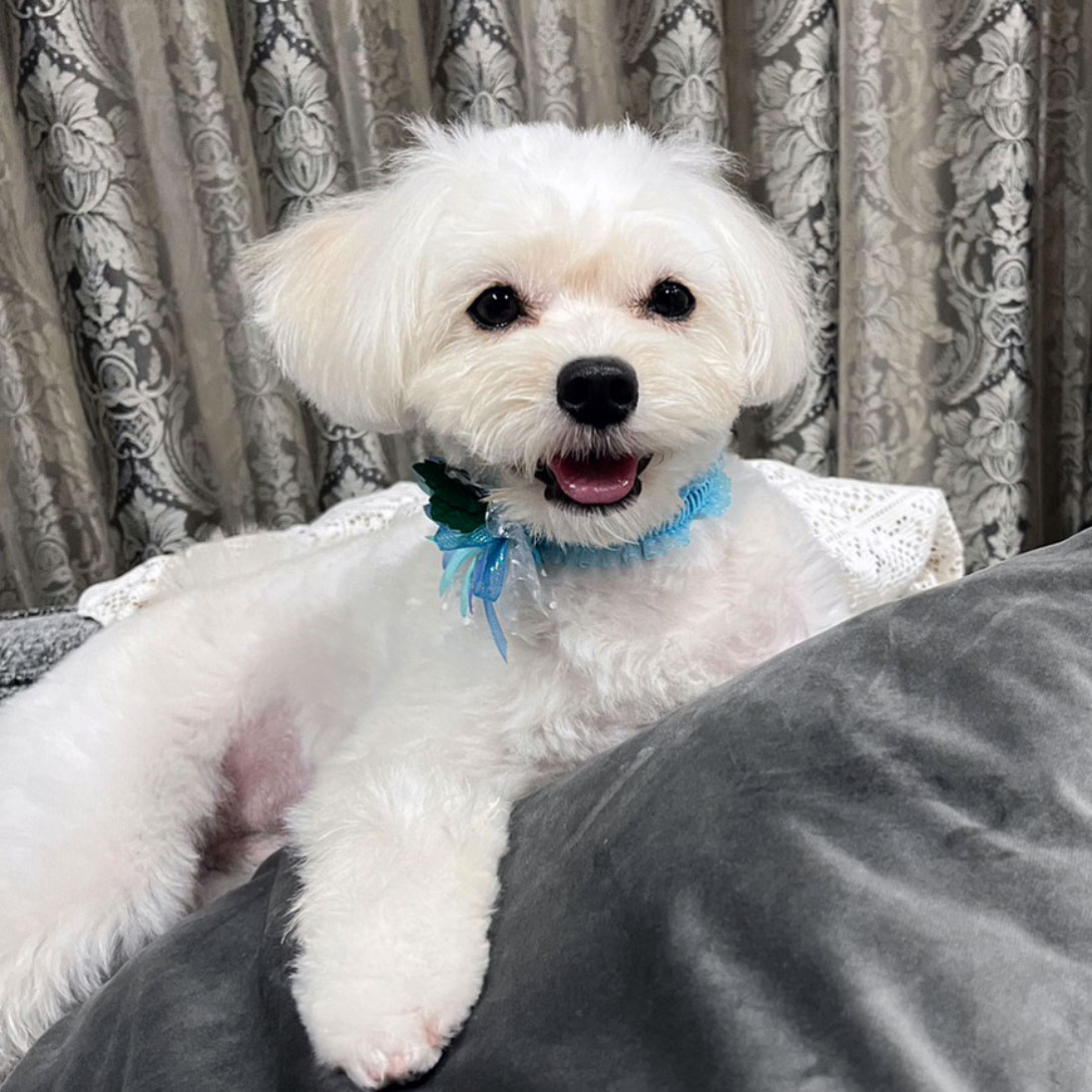 ポメプーの成犬