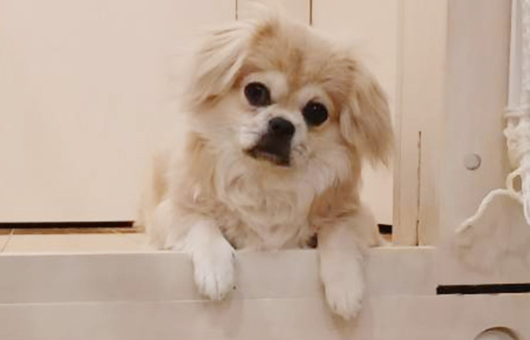 ペキニーズの成犬