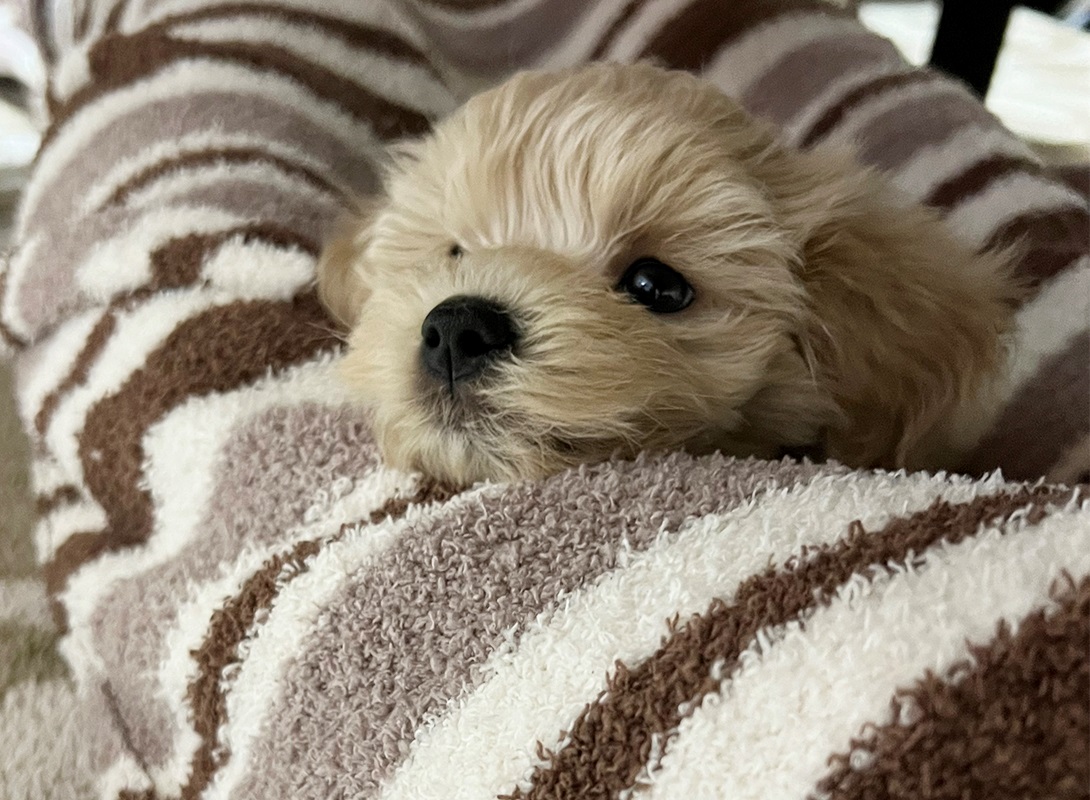 マルプーの成犬