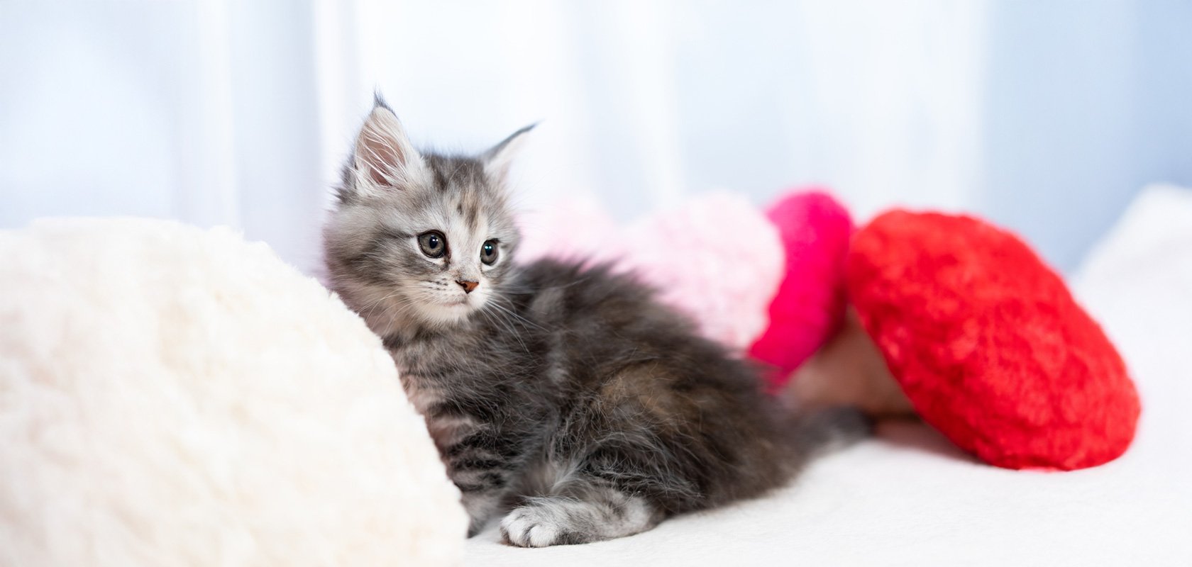 【ノーマルなタイプ】代表的な猫種