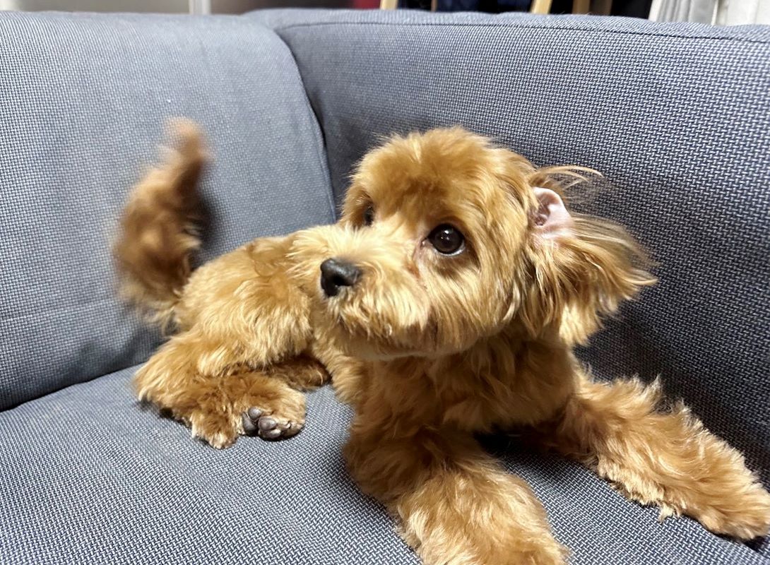 マルプーの成犬
