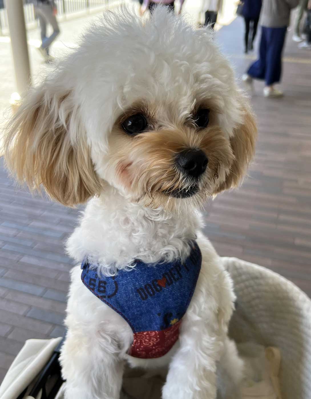 チワプーの成犬