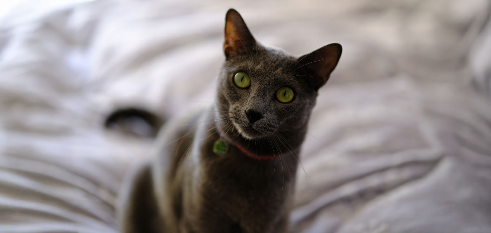 アレルギーになりにくいと言われる猫種6選