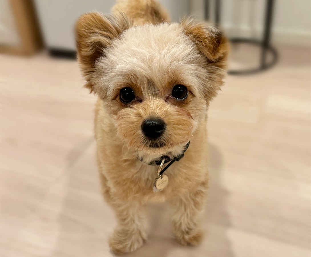 ポメプーの成犬