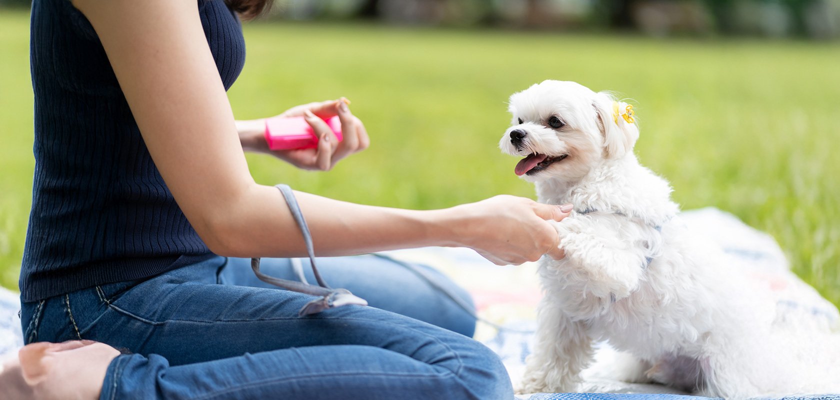 子犬のしつけの順番や始める時期は?問題行動の対策も解説