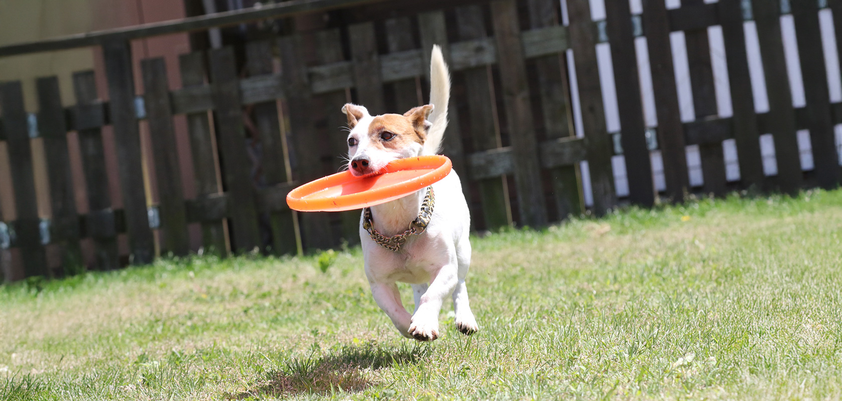 そもそも賢い犬種とは?賢さの種類3つ